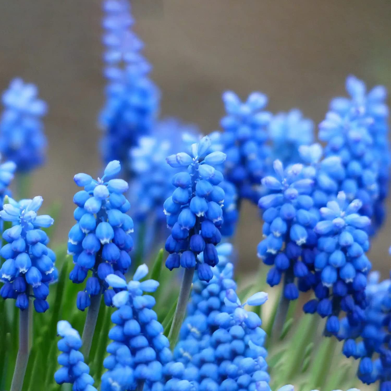 Amazon Com 10 Grape Hyacinth Bulbs For Planting Muscari Armeniacum Bulbs Blue Grape Hyacinth Spring Flowering Bulbs Patio Lawn Garden Amazon Com 10 Grape Hyacinth Bulbs For Planting Muscari Armeniacum Bulbs Blue Grape Hyacinth Spring Flowering Bulbs Patio Lawn Garden