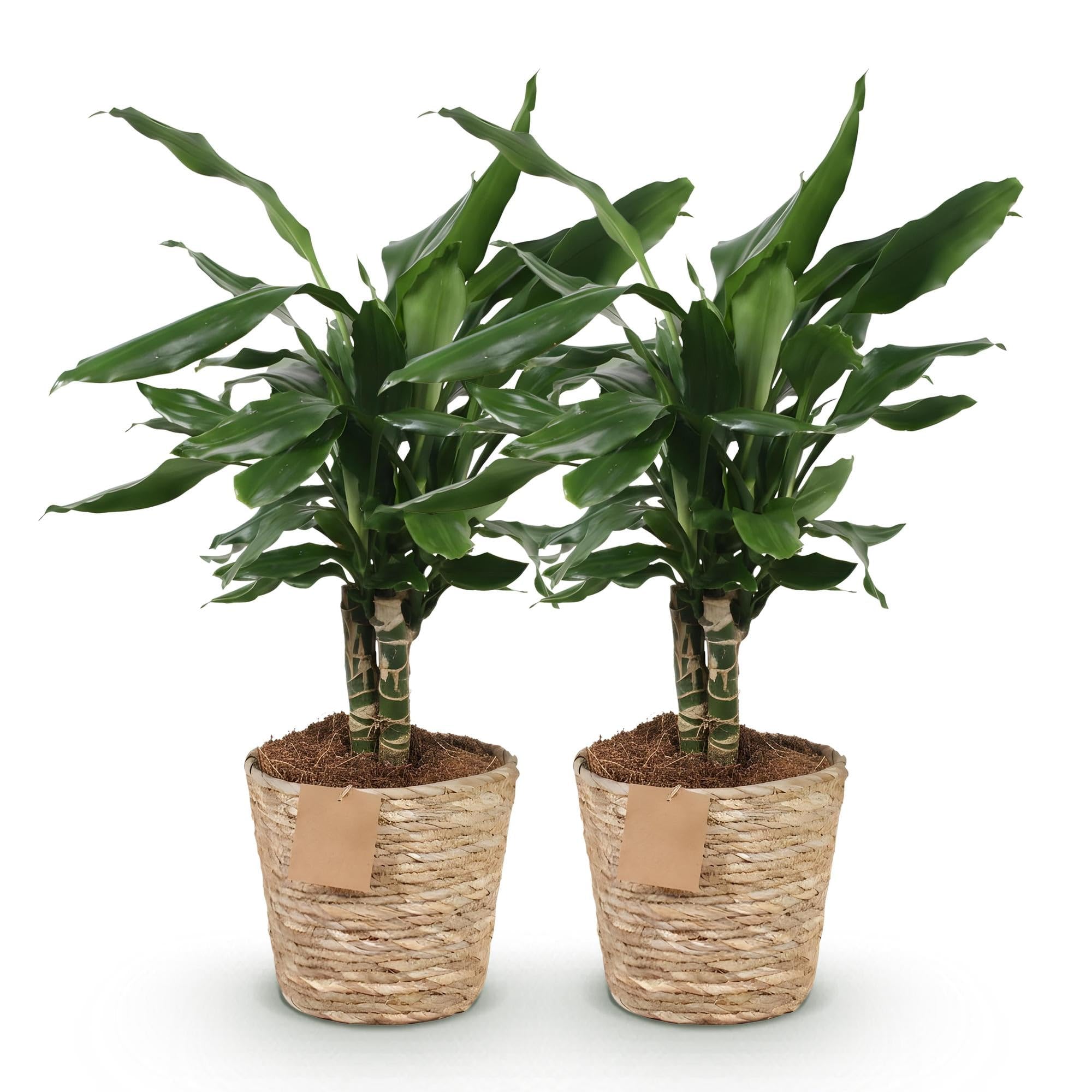 Green boutiQ - Plantes d'intérieur - Dracaena fragrans Steudneri - Arbre de dragon - Peu d'entretien - avec panier - Vert - 2 Plantes - Pot 17cm - Hauteur 50-55cm