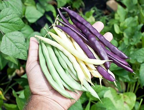 Miniatura 2 de Semillas Mardi Gras Mezcla de Frijoles Mezcla de Color Sin OMG Heirloom