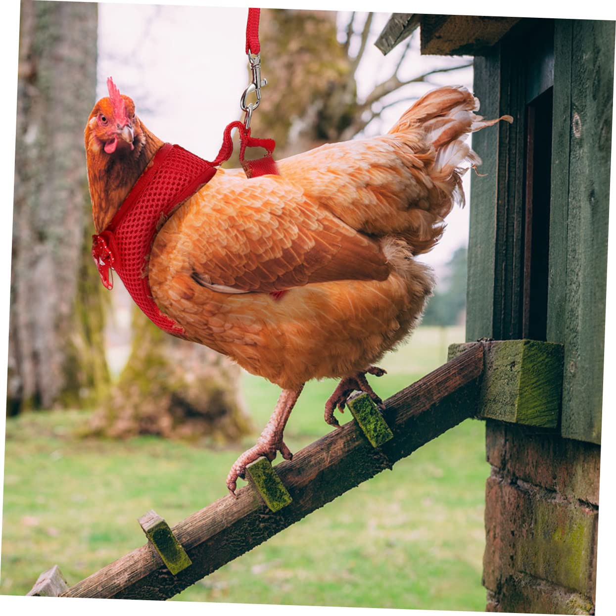 Garneck 3 Pack Pet Chicken Hand Pull Rope Harness Leash Set Chicken Traction Rope for Outdoor Activities