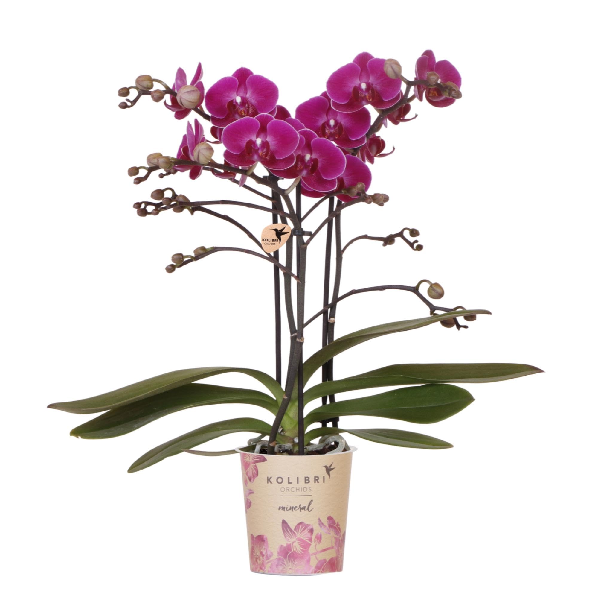 Orquídeas Kolibri | Orquídea Phalaenopsis morada - Morelia - Tamaño de maceta de 9 cm de diámetro | Planta de interior floreciente - Fresca del criador