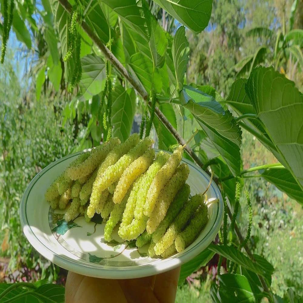 SEEDTREES Mulberry Green/Shahtoot (Grafted) Plant Live (Pack of 1) (B0D1YMVRQG) Amazon Price History, Amazon Price Tracker