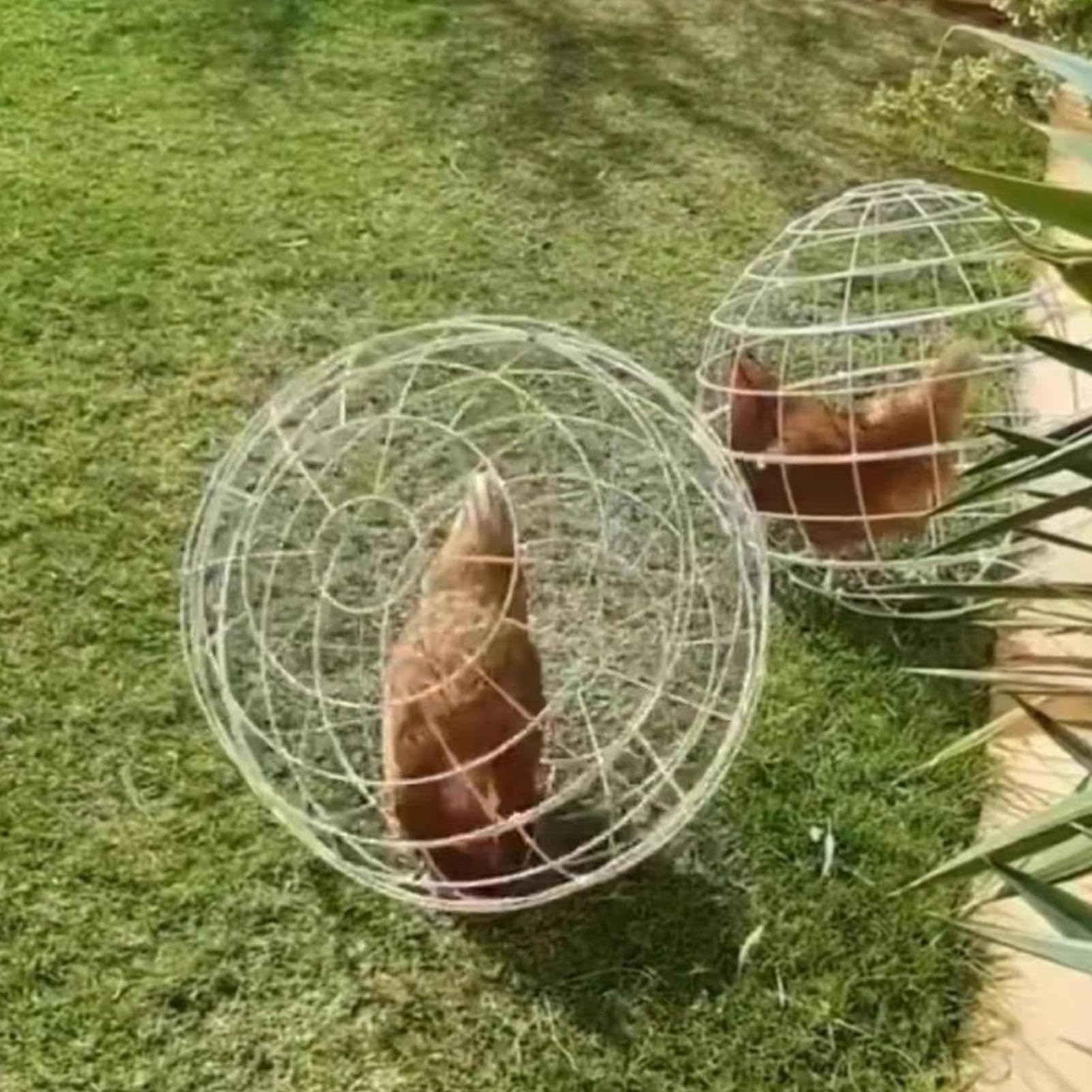 Jaula Esférica Exterior para Gallinas Portátil, Red, Móvil, Aves De | 3 Piezas Jaulas Rodantes Bola Gallinero Recinto Móvil para Aves, Palomas, Pollos, Patos, Pájaros y Hámsteres