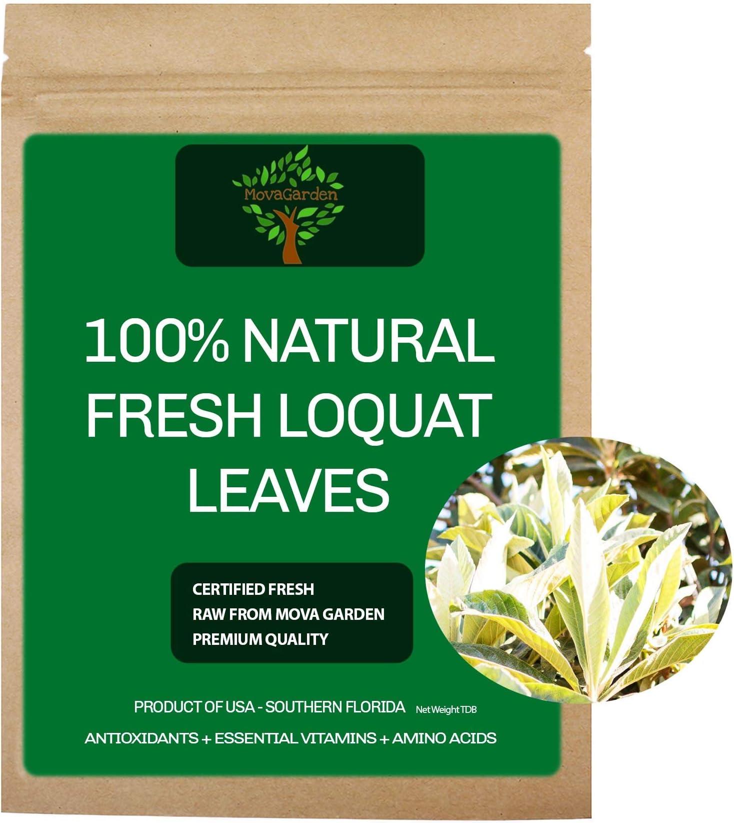 Fresh Loquat Leaves, Organic Loquat Leaves, Product of USA (50 Leaves)