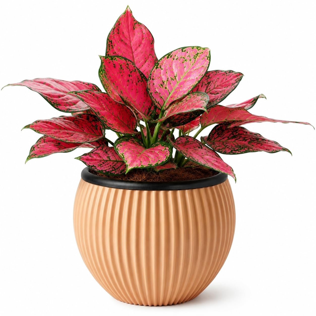 Nurturing Earth Aglaonema Siam Aurora Red Lipstick Live Plant in Stylish Melon Pot | Pink Green Variegated Chinese Evergreen | Air Purifying Indoor Houseplant for Home Office Decor & Gift-image-1