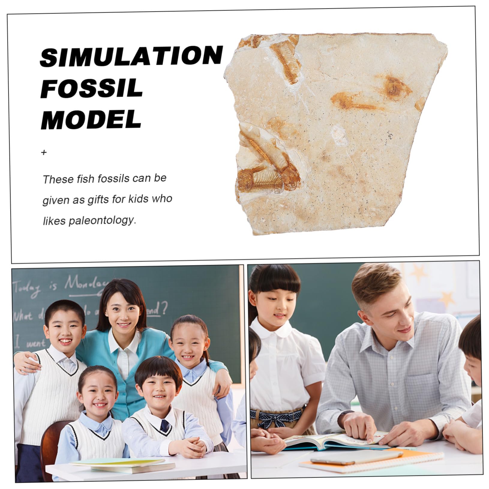 Cabilock Fósil de Pez Prehistórico Paleontológico 7-15 Cm Decoración Educativa para Laboratorio Práctica Docente Muestra Científica Modelo Didáctico de Aula Estilo Aleatorio