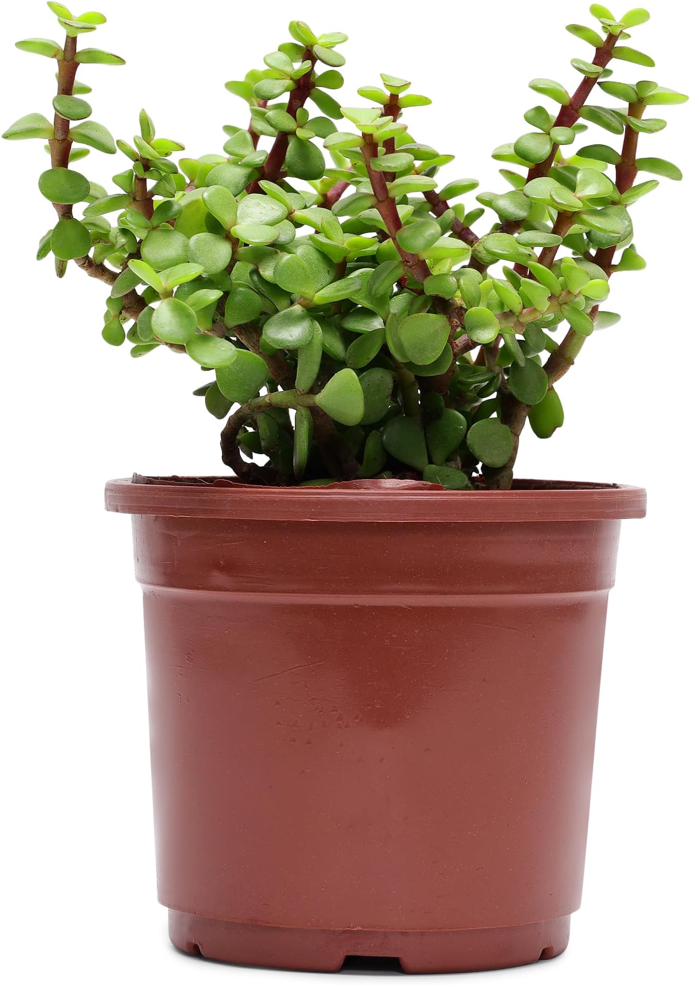 WingDong | Beautiful Dhan Kuber Plant (Crasula Money Plant) With Brown Pot | Money Plant | Jade Plant Indoor Plant | Air Purifying Plant | Home Decorative | Office Plant Indoor Plant