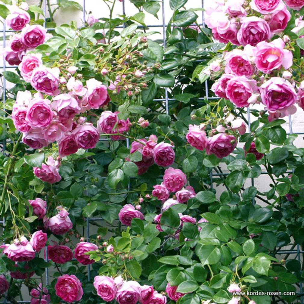 2 x Rose - Rosa 'Jasmina' Topf 25-30 cm - Eine duftende Kletterrose von Kordes mit außergewöhnlicher Schönheit