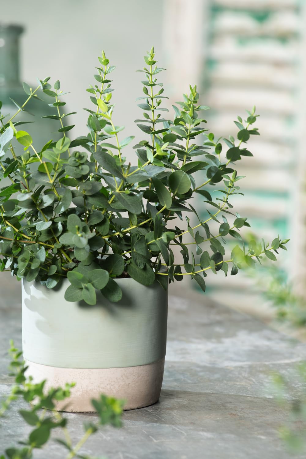 Eucalyptus gunnii Azura Strauch – Winterharter Eukalyptus für Garten & Terrasse, Aromatische Blätter, Pflegeleicht, Zierpflanze im Topf (1)