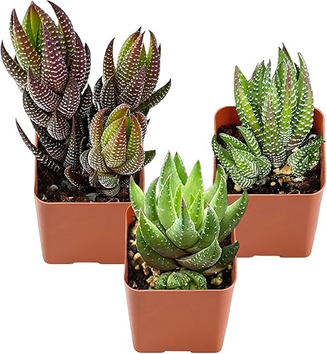 Plantas suculentas (paquete de 3), suculentas vivas totalmente enraizadas en macetas de cultivo de 2 pulgadas, planta de casa única en maceta para