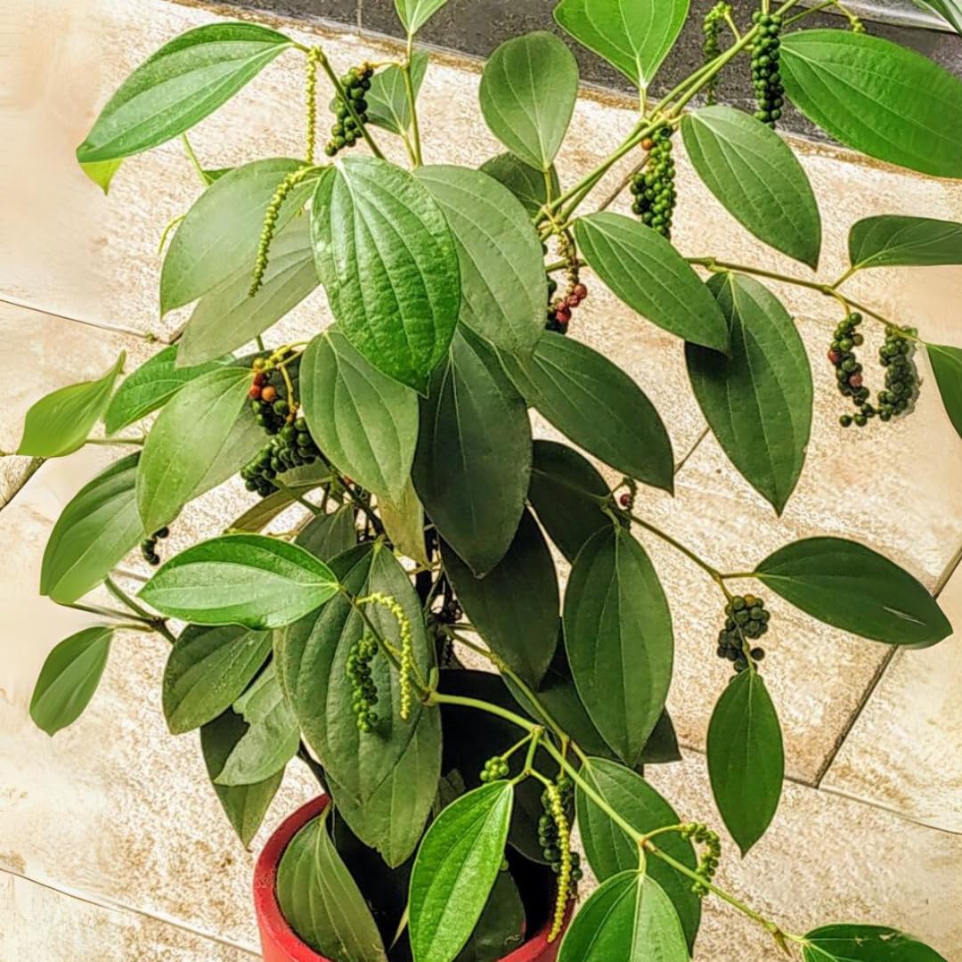 M-Tech Gardens Rare Blackpepper Plant (Bush Pepper, Hybrid) Exotic 1 Live Spice Plant