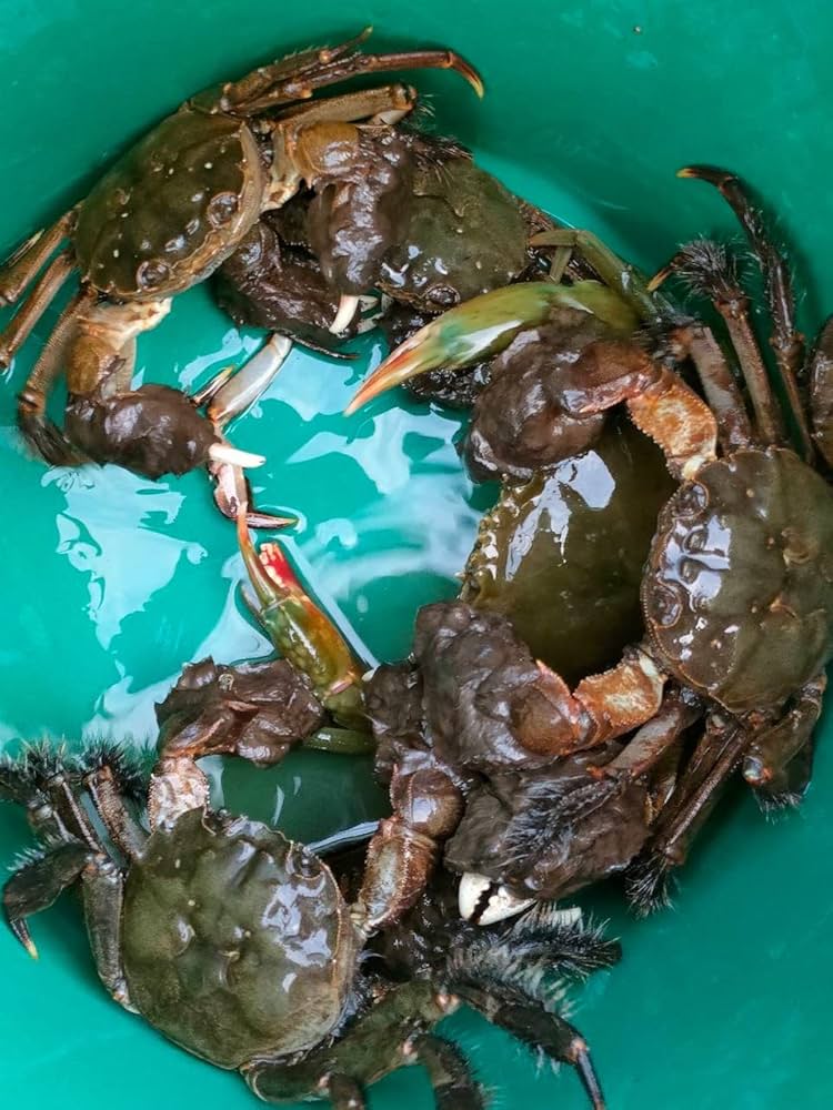 天然 モクズガニ 天然モクズガニ 1kg以上(6～10匹) オス・メス混合 ※2024年9月