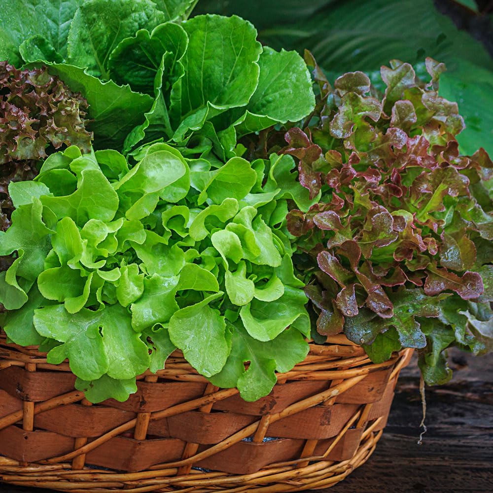 Lettuce Red & Green Salad Bowl Mix Organic Seeds β Organically Grown Seed, for Colourful Tasty Leaves β for Your Beautiful Kitchen Garden
