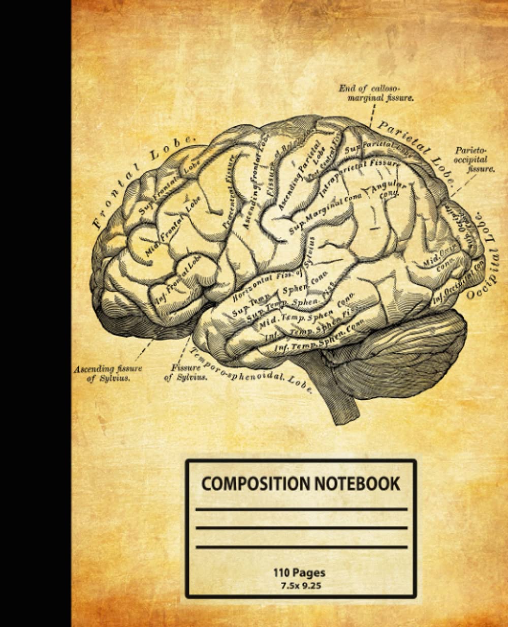 Antique Human Anatomy Composition Notebook: Vintage Human Brain Anatomy | College Ruled Wide Lined Journal