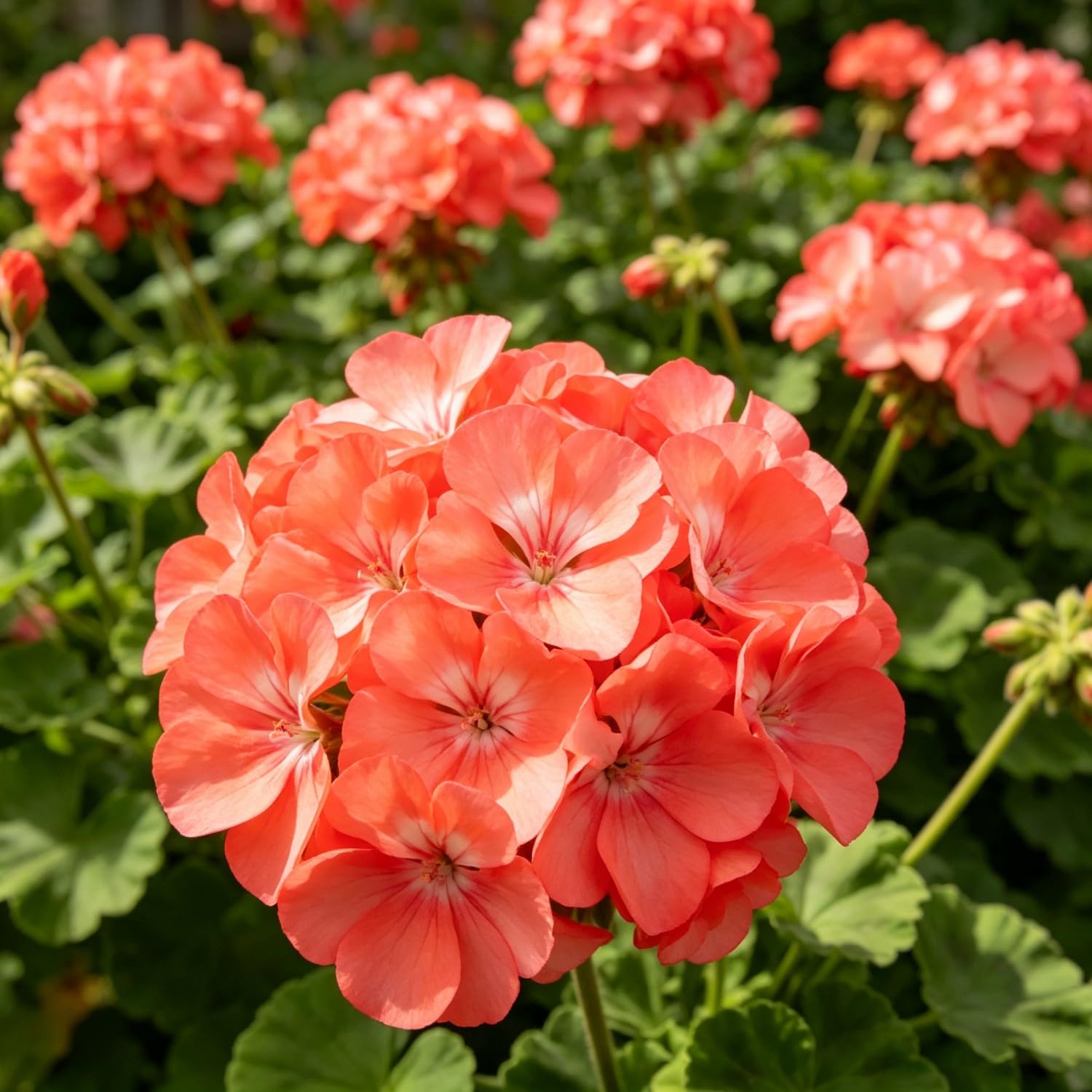 Double Geranium Seed-Hardy,Perennial, Vibrant Floral Display Garden