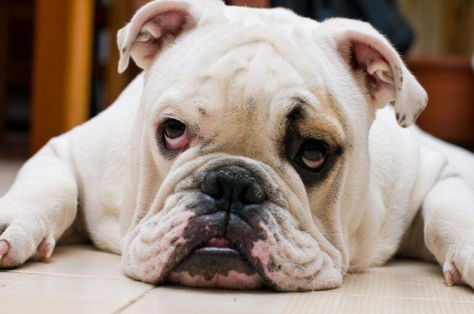 YSCOLOR Diamond Painting Kit 5D Bulldog Inglese | Pittura Diamante Fai Da Te 30x40cm | Completo Di Tela E Strass Rotondi | Regalo Creativo