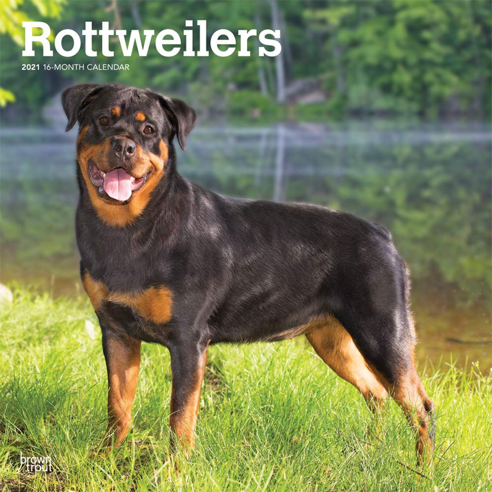 Are Rottweilers Intelligent