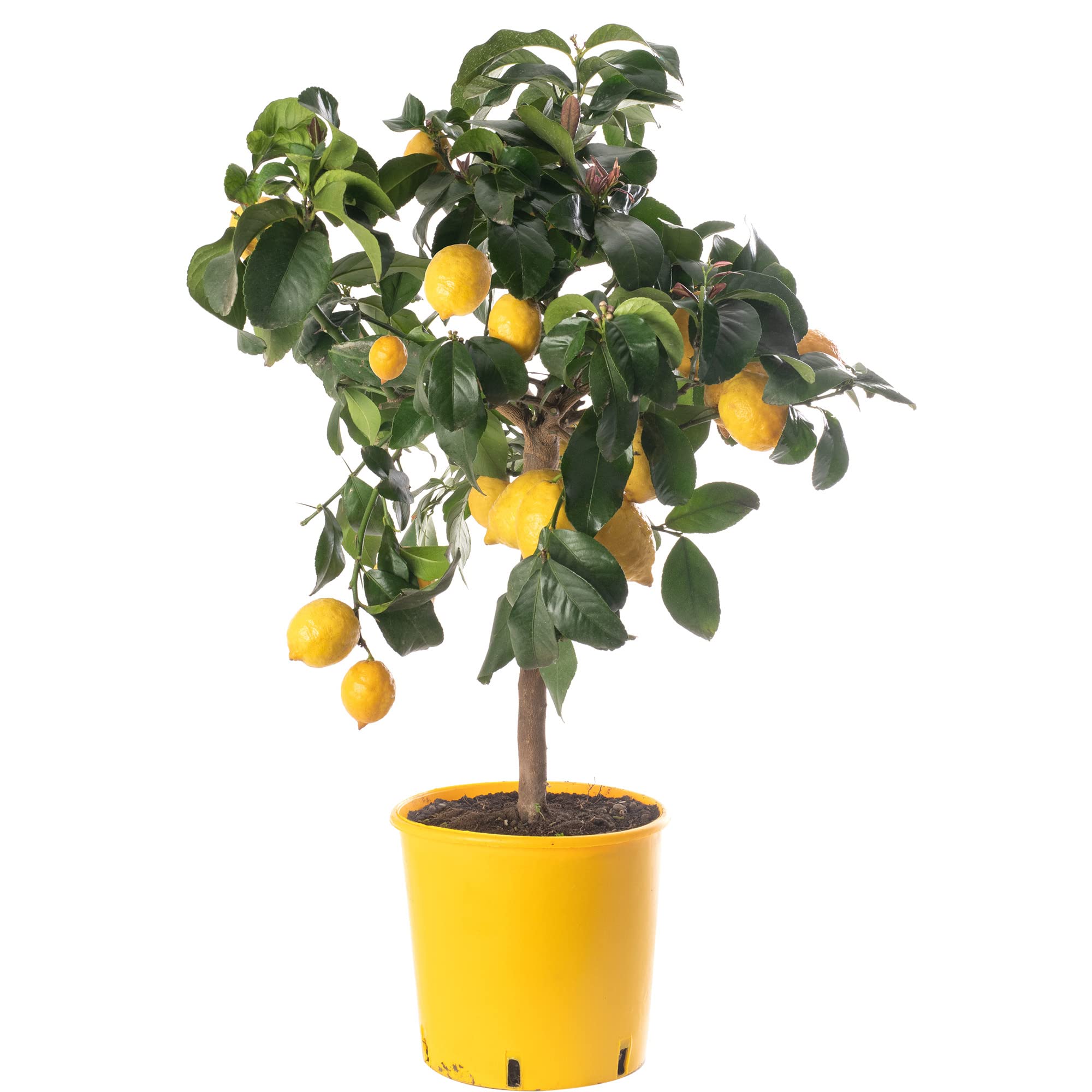 Großer Zitronenbaum - Züchte dein eigenes Obst zu Hause im Innen- oder Außenbereich.