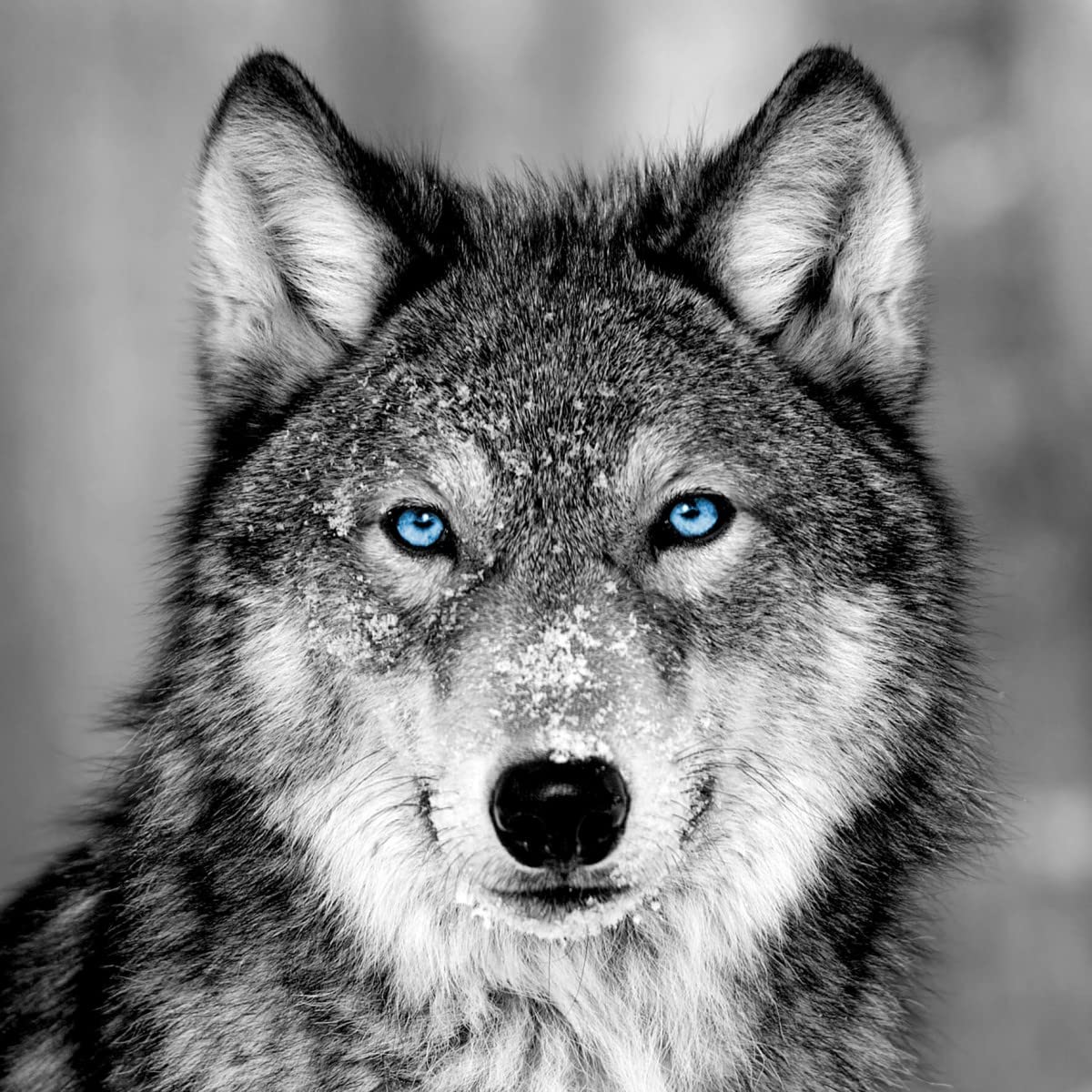 Ceanothe Tableau sur Verre Loup aux Yeux Bleus 30x30 cm - Impression Image Haute Définition pour Décoration Murale avec Finition Brillante Fabriqué en France