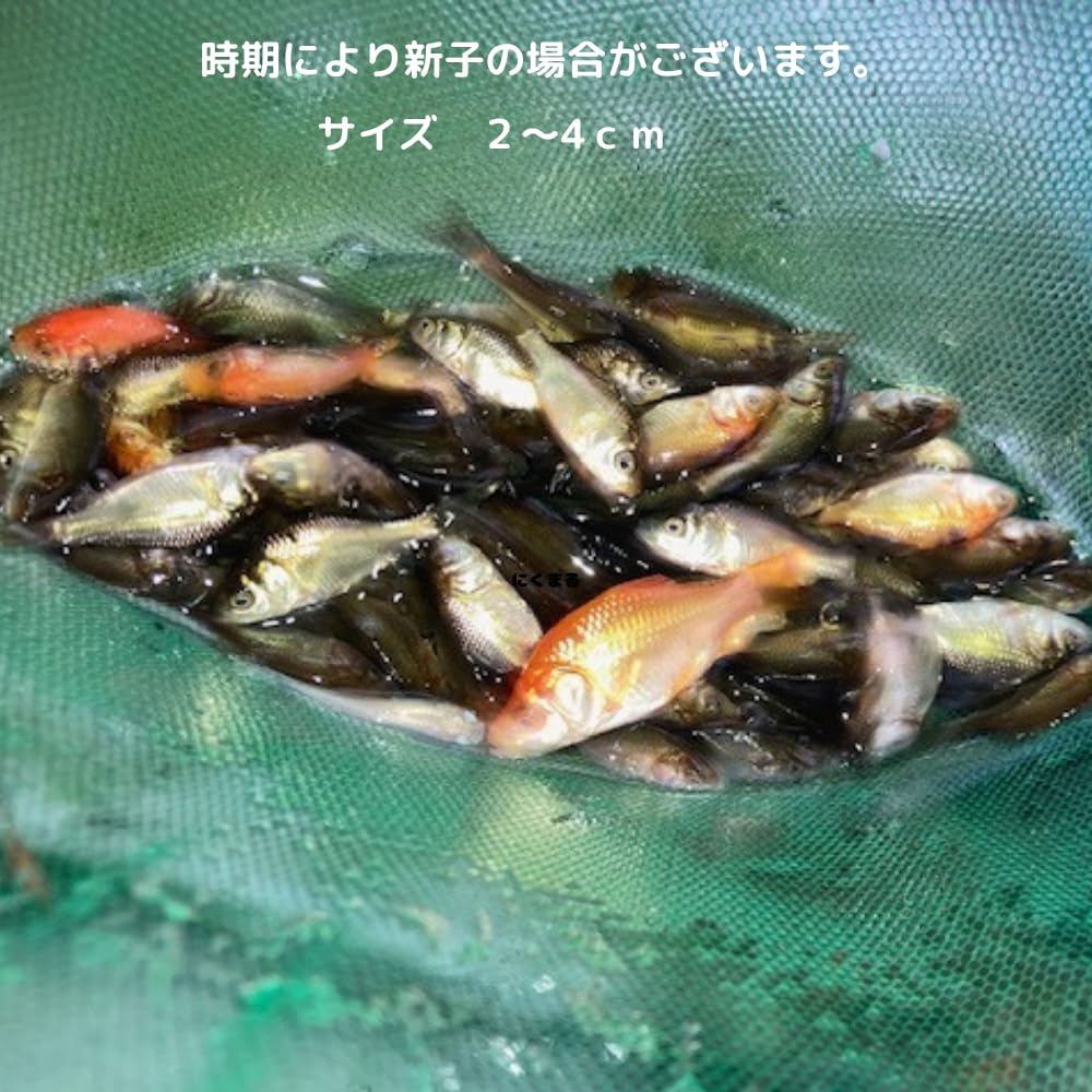 （生体）金魚 小赤 餌金 観賞魚、１００匹セットエサ用 只今、新子の為黒子です。