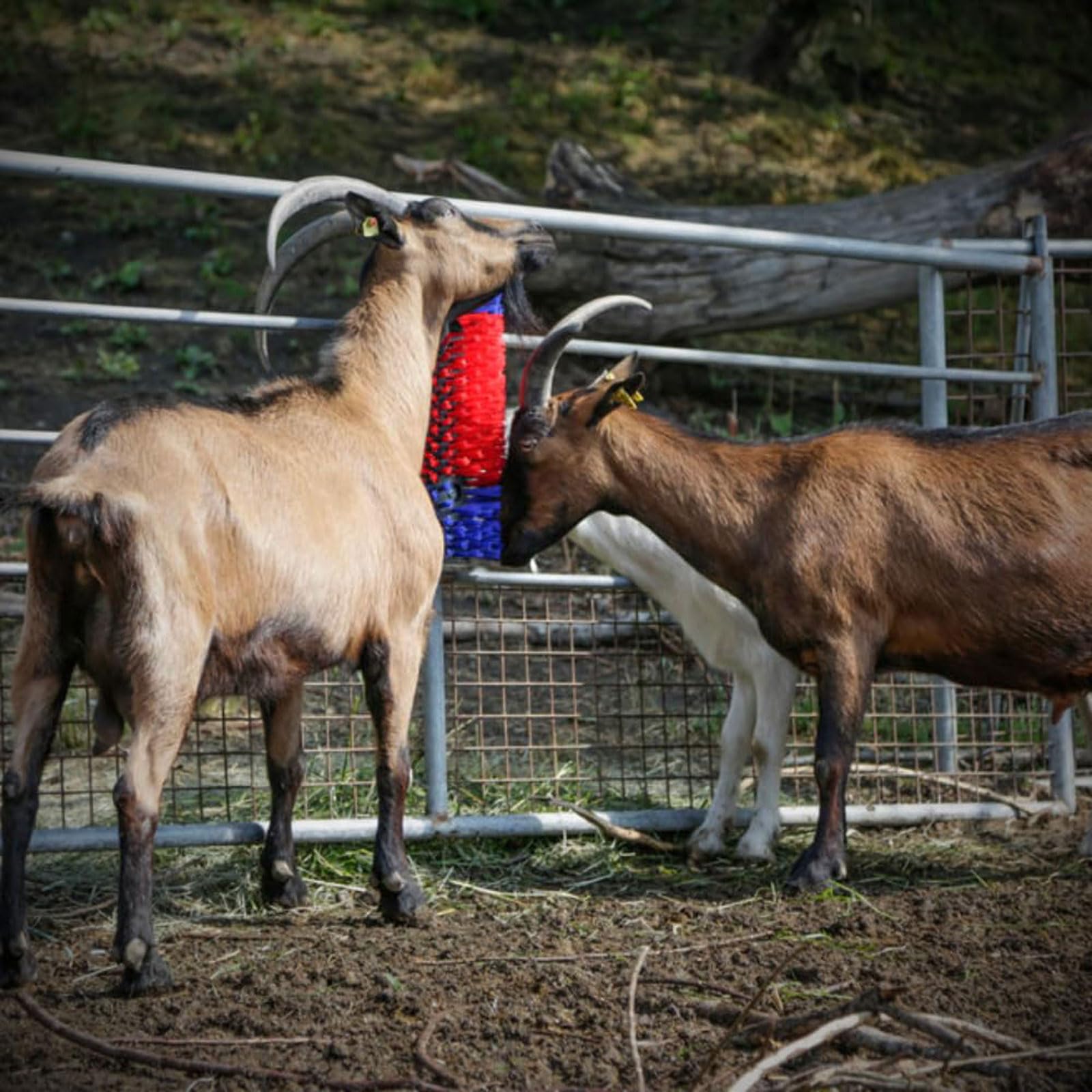 4pcs cepillo de masaje de animales de ganado,raspador semicircular Cepillos de masaje,Alivio de la Picazón de los Animales,Resistentes y Fáciles de Instalar,Mantener la Limpieza,Para Ganado De Caballo