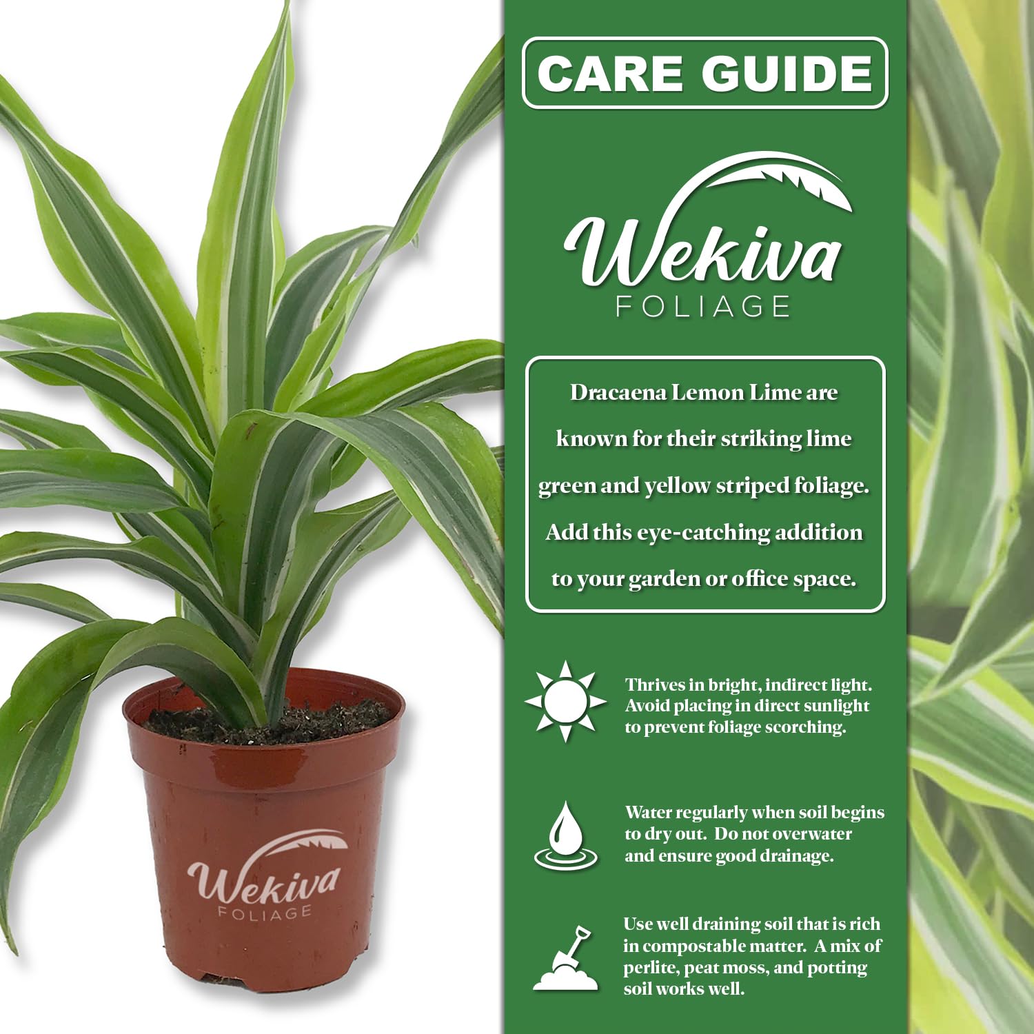 Amazon.com : Dracaena Lemon Lime - Live Plant in a 4 Inch Growers Pot - Dracaena  Warneckii Lemon Lime - Beautiful Indoor Air Purifying Houseplant : Patio,  Lawn & Garden