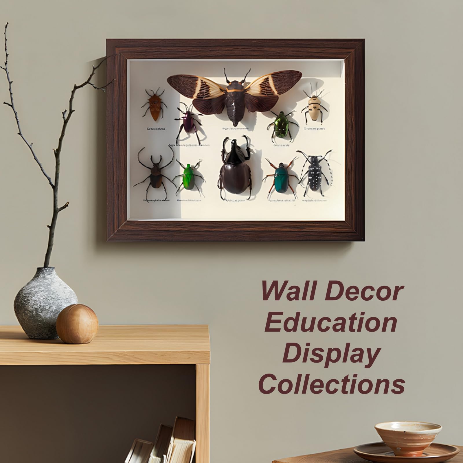 DRXRD Taxidermia de Insectos Mixtos para Decoración de Pared, Vitrina de Insectos Reales con Caja de Madera Enmarcada, para Colecciones y Comprensión de la Estructura de los Insectos