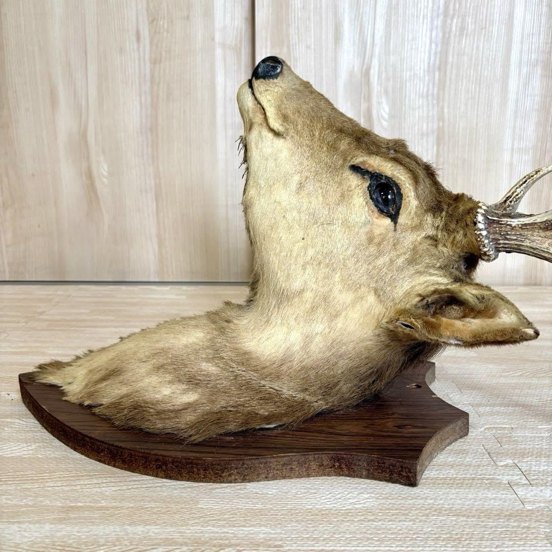 Amazon.co.jp: 鹿の剥製 蝦夷鹿の剥製 壁飾りハンティングトロフィー