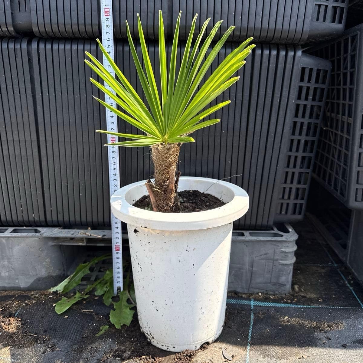 観葉植物 シュロ