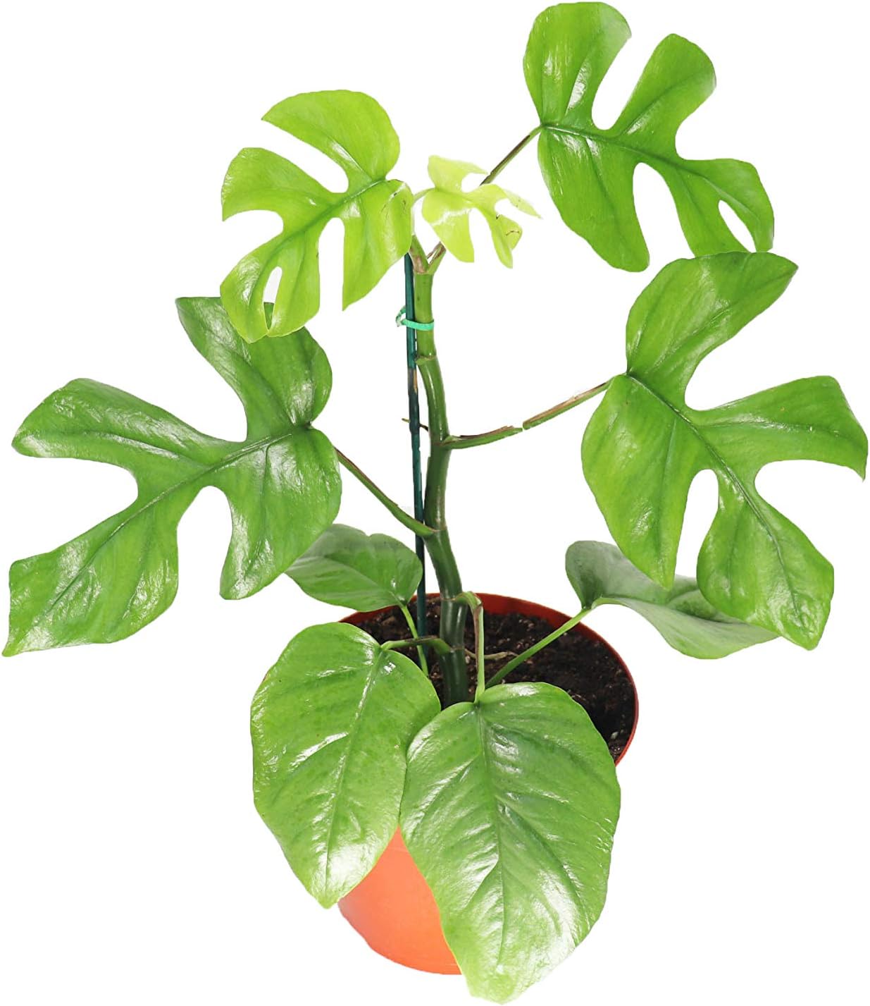 Mini Monstera - 8'' from California Tropicals