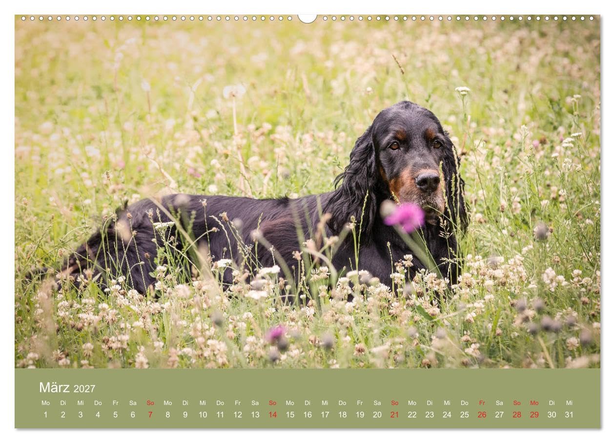 CALVENDO - Setter - Geliebter Freund und Jagdkamerad (hochwertiger Premium Wandkalender 2027 DIN A2 quer), Kunstdruck in Hochglanz: Der Setter - treuer Freund der Familie und verlässlicher Partner auf
