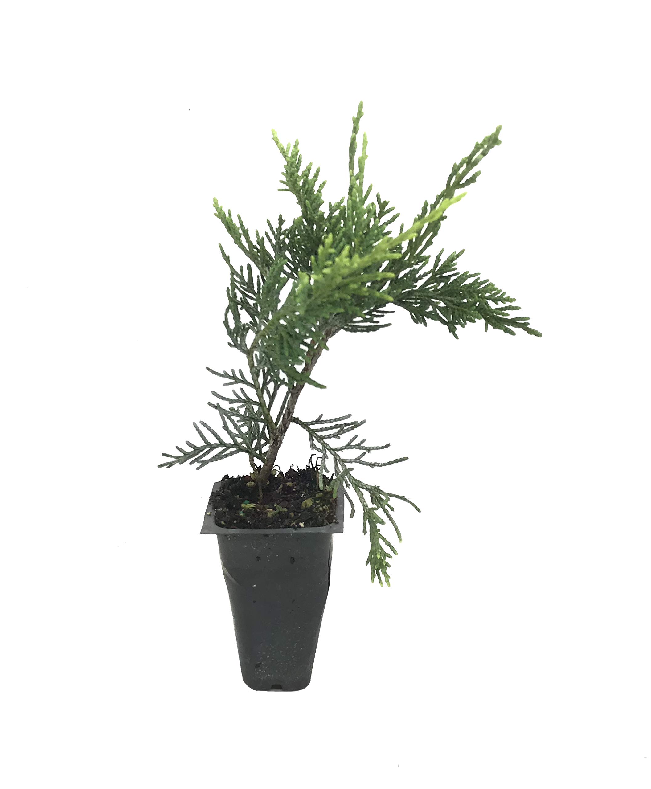 Old Gold Juniper Hedge