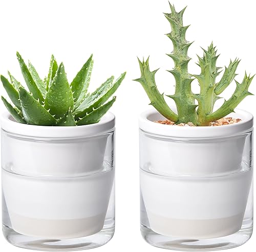D'vine Dev 373-A-2 - Maceta de riego automático de 4 pulgadas para plantas de interior, macetas de terracota blanca con vaso cilíndrico de vidrio,