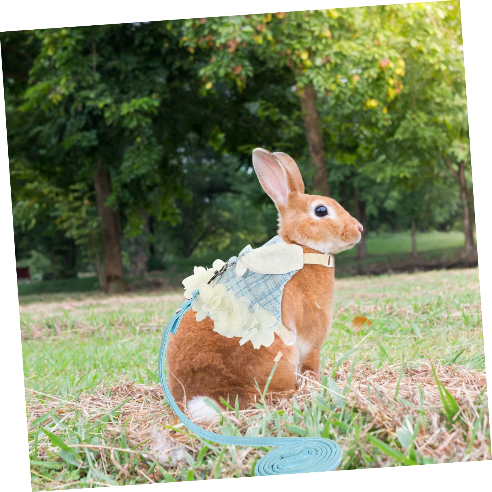 Angoily 3sätze Kaninchen-Geschirr Mit Leine Adorable Bunny Vest Für Haustiere Für Und Fotos Bequem Und Leicht Auszuziehen
