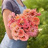 Vista 81 de Eden Brothers - Semillas de zinnia, cactus con flores, sin OMG, plantar en primavera, paquete, flores de bajo mantenimiento, zonas 3, 4, 5, 6, 7, 8