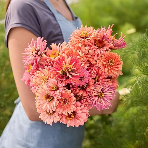 Miniatura 81 de Eden Brothers - Semillas de zinnia, cactus con flores, sin OMG, plantar en primavera, paquete, flores de bajo mantenimiento, zonas 3, 4, 5, 6, 7, 8