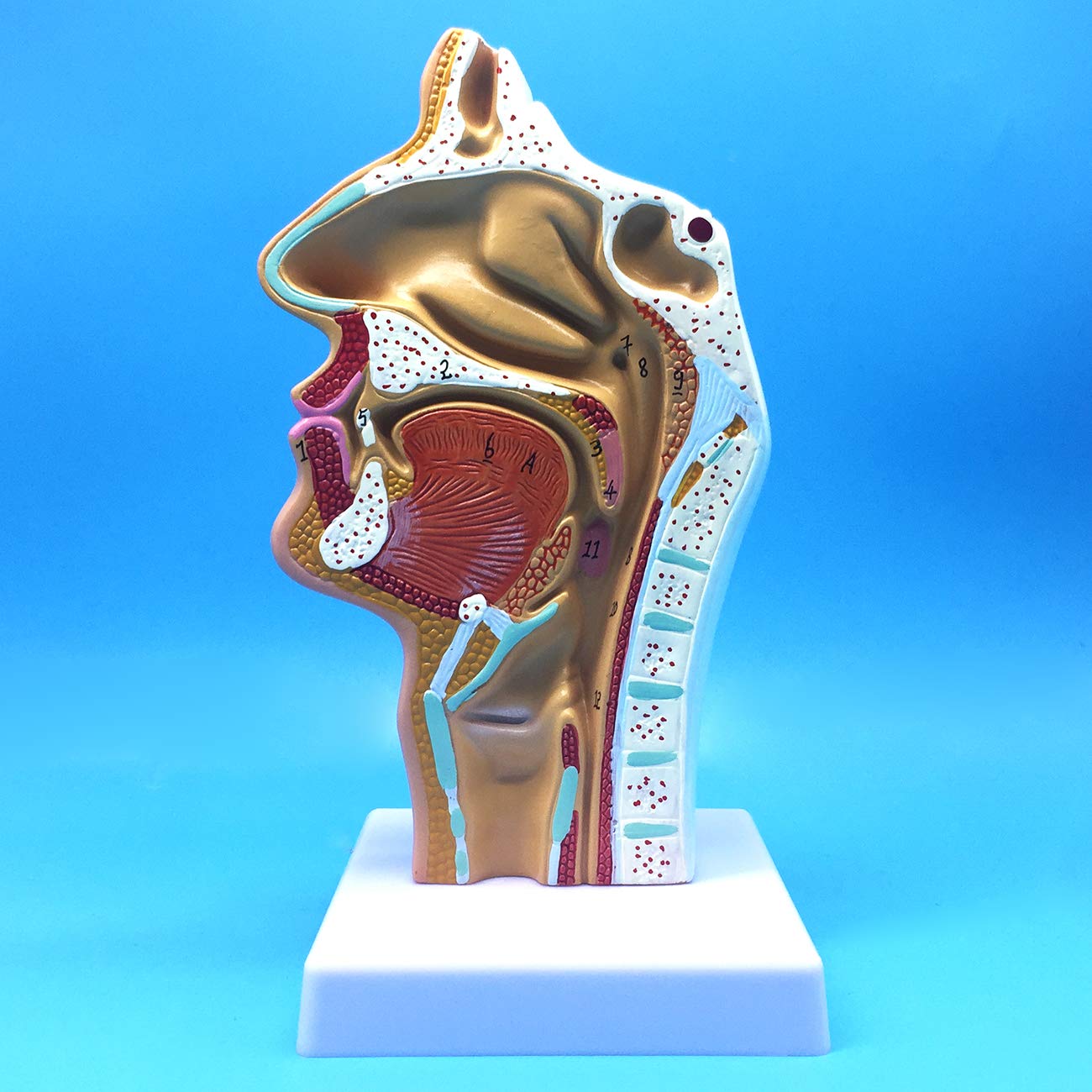 Buy Learning Resources Human Nasal Cavity Throat Anatomical Model