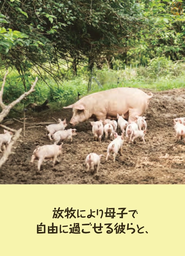 田舎の子豚 ☆子豚の自動保温BOX☆ ～キャンペーン紹介～