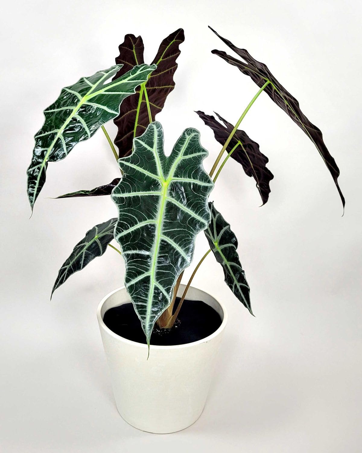 African Mask Plant Live with Pot | Alocasia Polly Indoor Houseplant | Exotic Ornamental Plant (Pack of 1)-image-23
