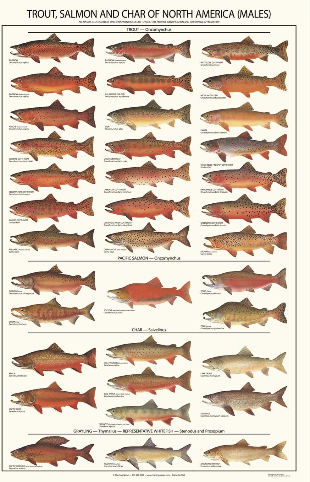 Trout, Salmon & Char Identification Fish Poster and Species Identification Chart โ 24"x36" | Males in spawning colors | Educational Wall Art for Anglers & Nature Lovers