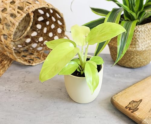 Miniatura 11 de Paquete variado de plantas de filodendro real (incluye 4 plantas vivas) en macetas de cultivo de 4.25 pulgadas, filodendros purificadores de aire