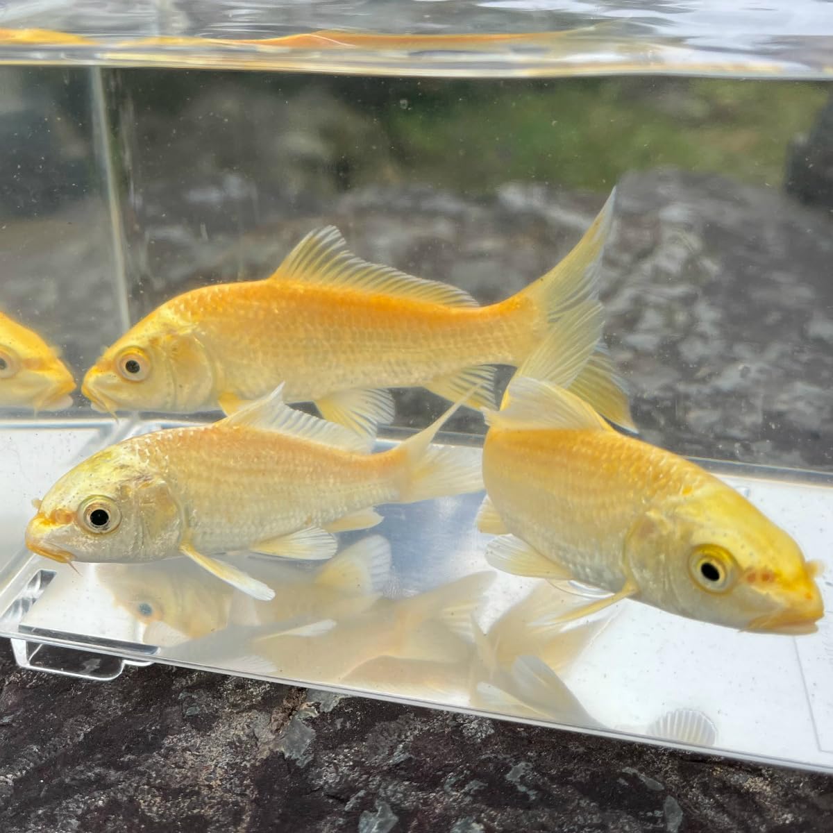 ✴︎ 新品　✴︎ フジサワ　黄金鯉 フジサワ鯉/黄金鯉20号セット