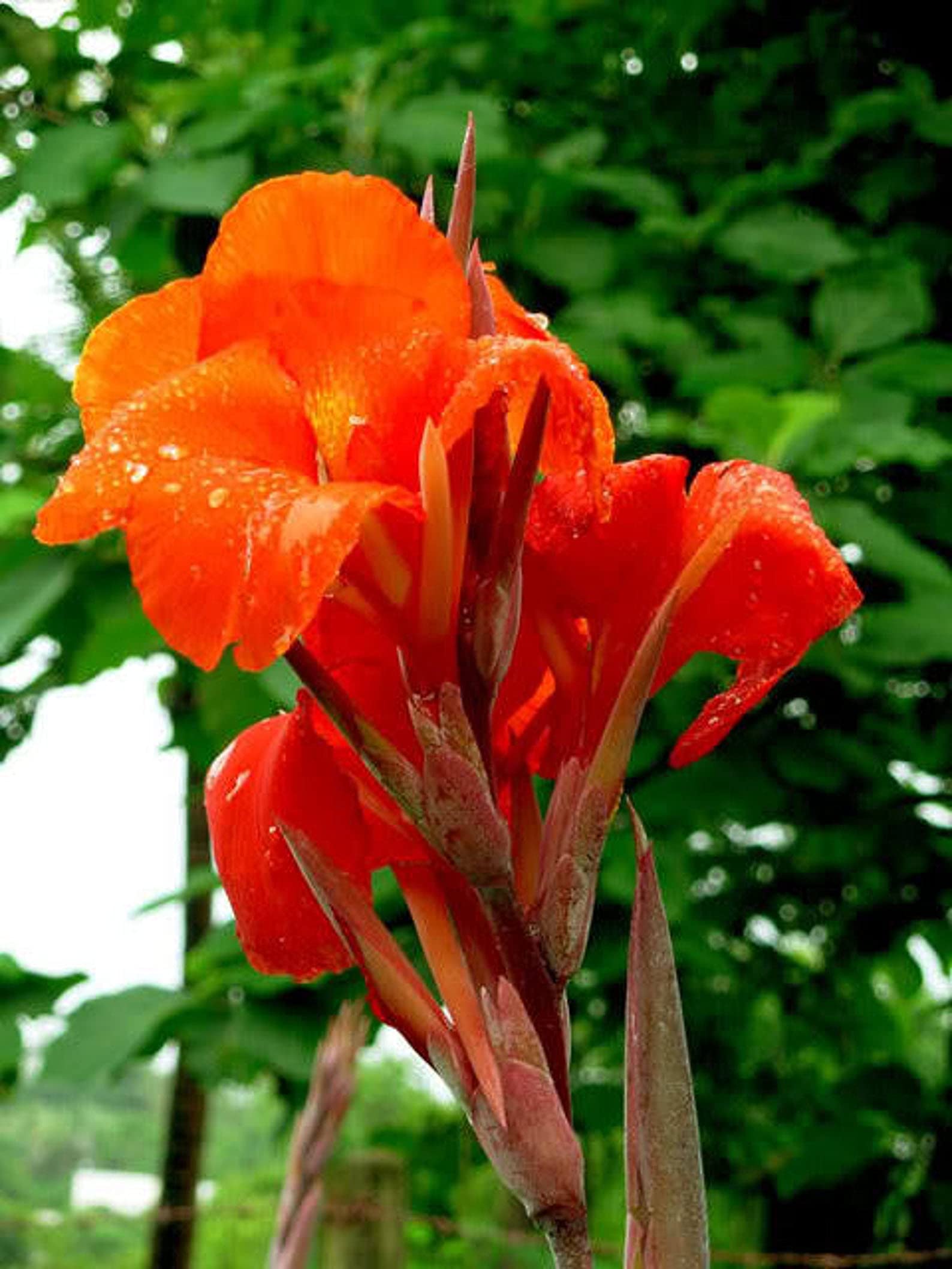 カンナ最終セール Amazon.com: 10 Red Canna Lily Seeds | Indian Shot Red Stripe Plant