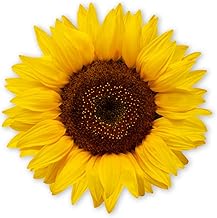 younikat Sunflower Sticker | 10 cm | Self-Adhesive Film Sticker Decoration I dv1510