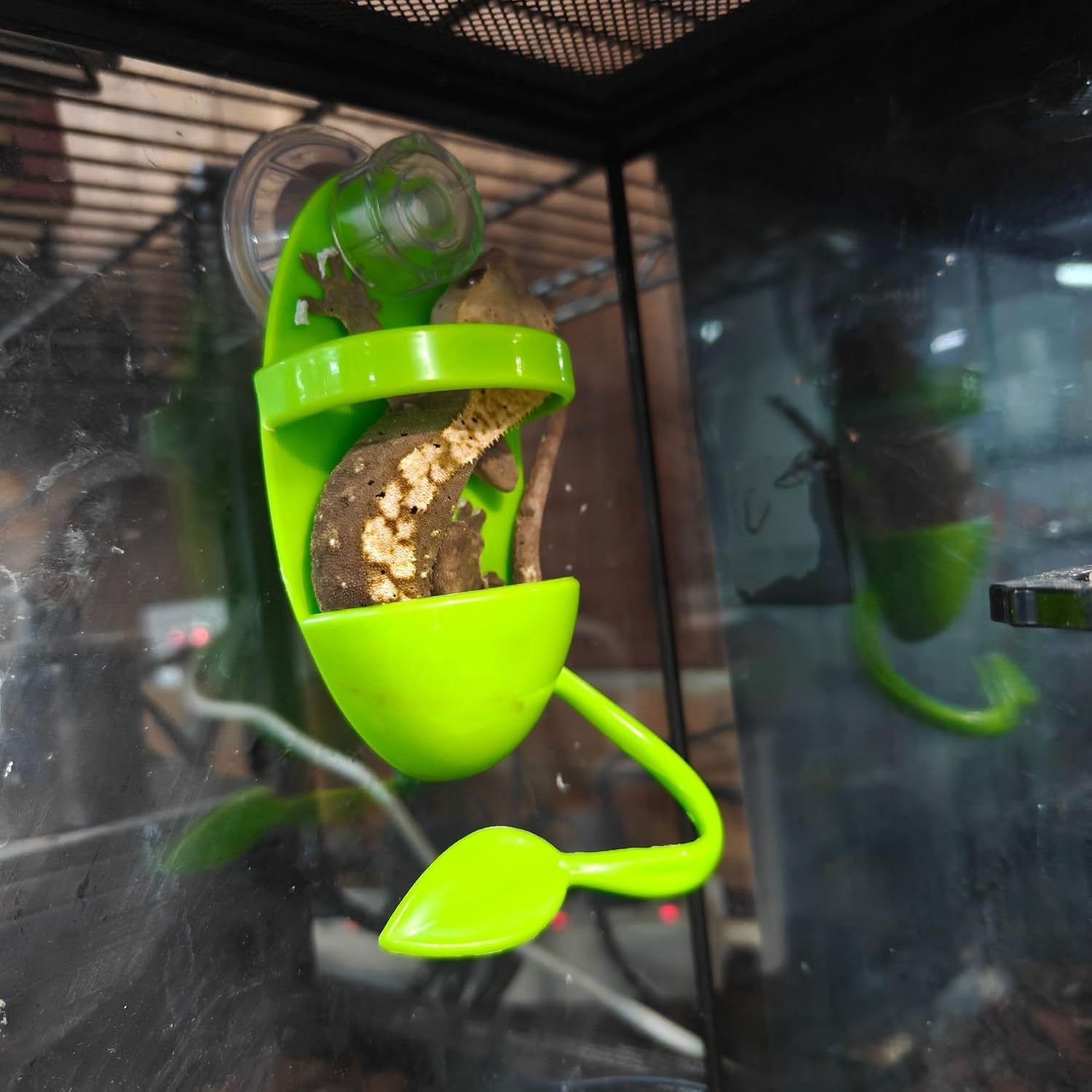4 Pack Reptile Leaf Perch & Suction Water Dish for Crested Gecko Tree Frog | 4-pack reptile set: leaf perches & suction water dish. Adjustable, safe plastic for crested geckos, tree frogs and anoles.