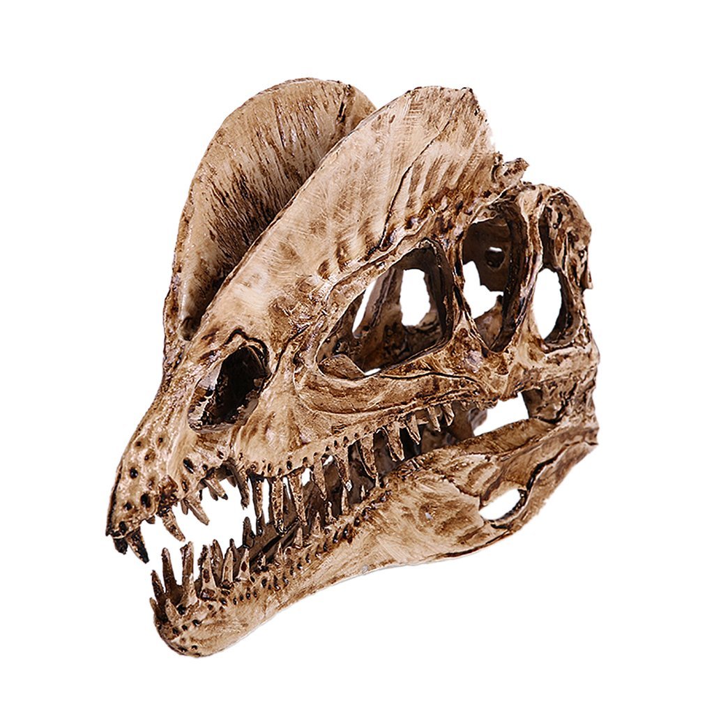 Dinosaur Skull Fossil Replica Model, Dilophosaurus Skeleton Resin Collectible for Home Bar Desktop Decoration Aquarium Ornament(White)