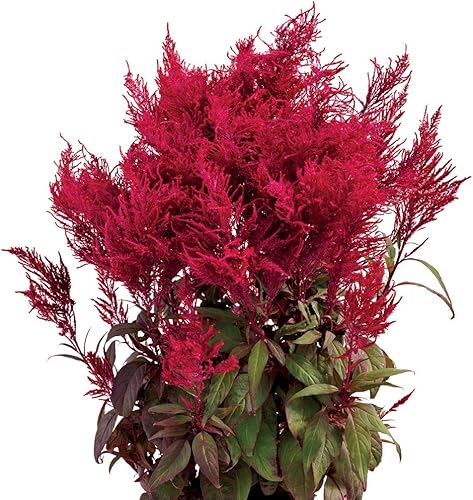 Park Seed Bright Sparks Mix Celosia Seeds, plumas grandes, paquete de 50 semillas