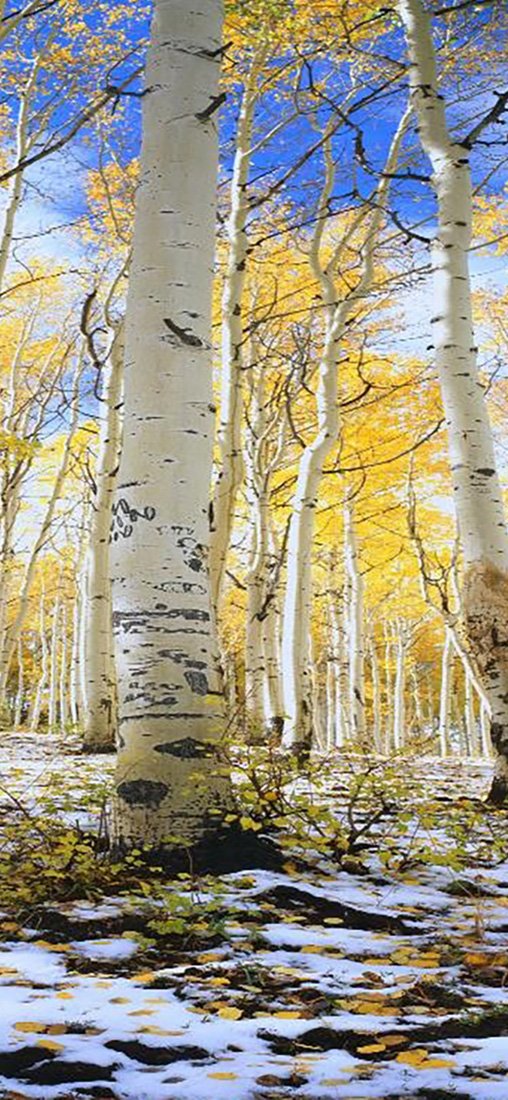 PeelitStickit, Beautiful Nature Wall Murals, ID-3257, vinyl