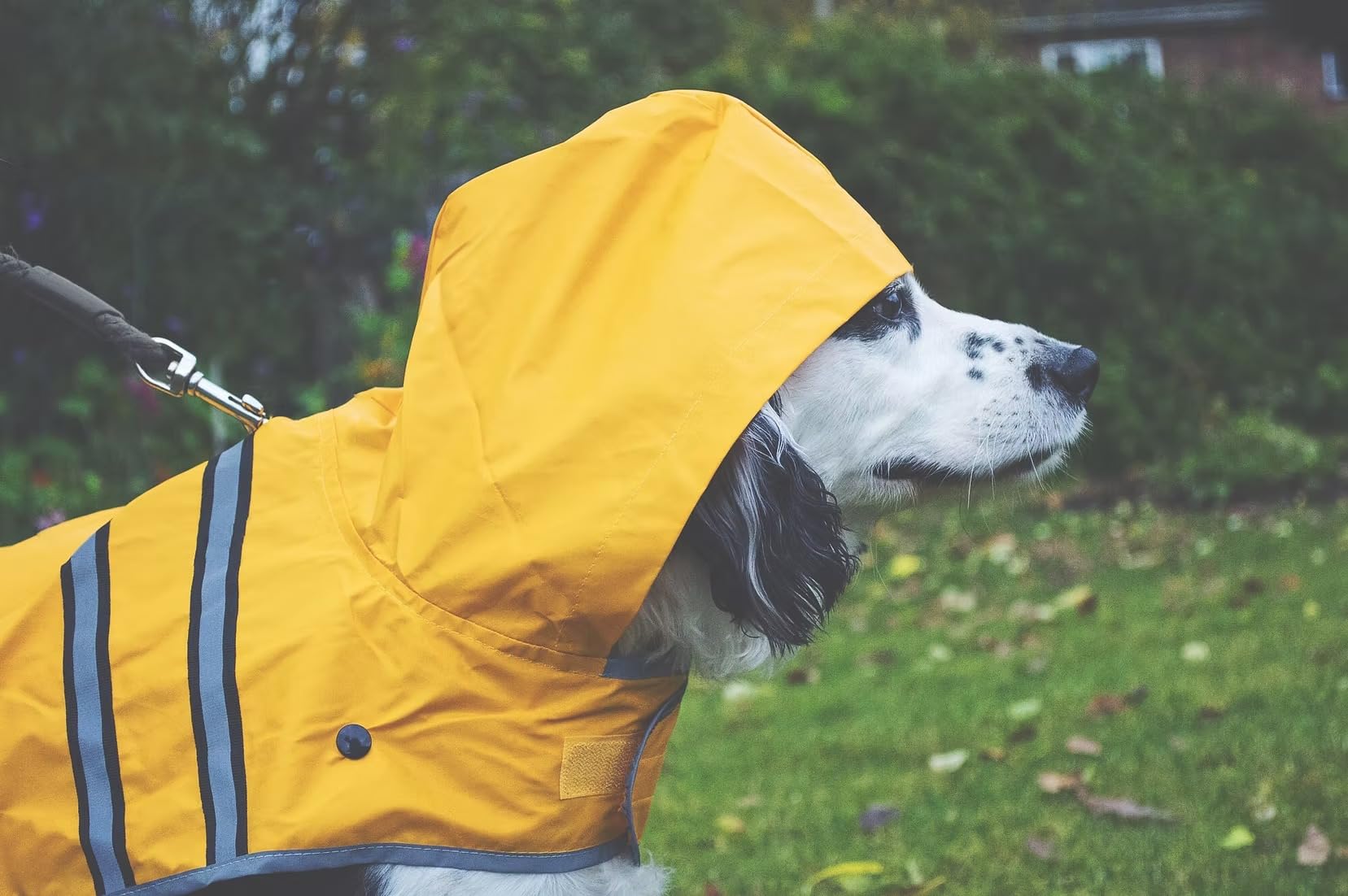 Sotnos Raincoat, X-Small, Sunshine Yellow - Image 2