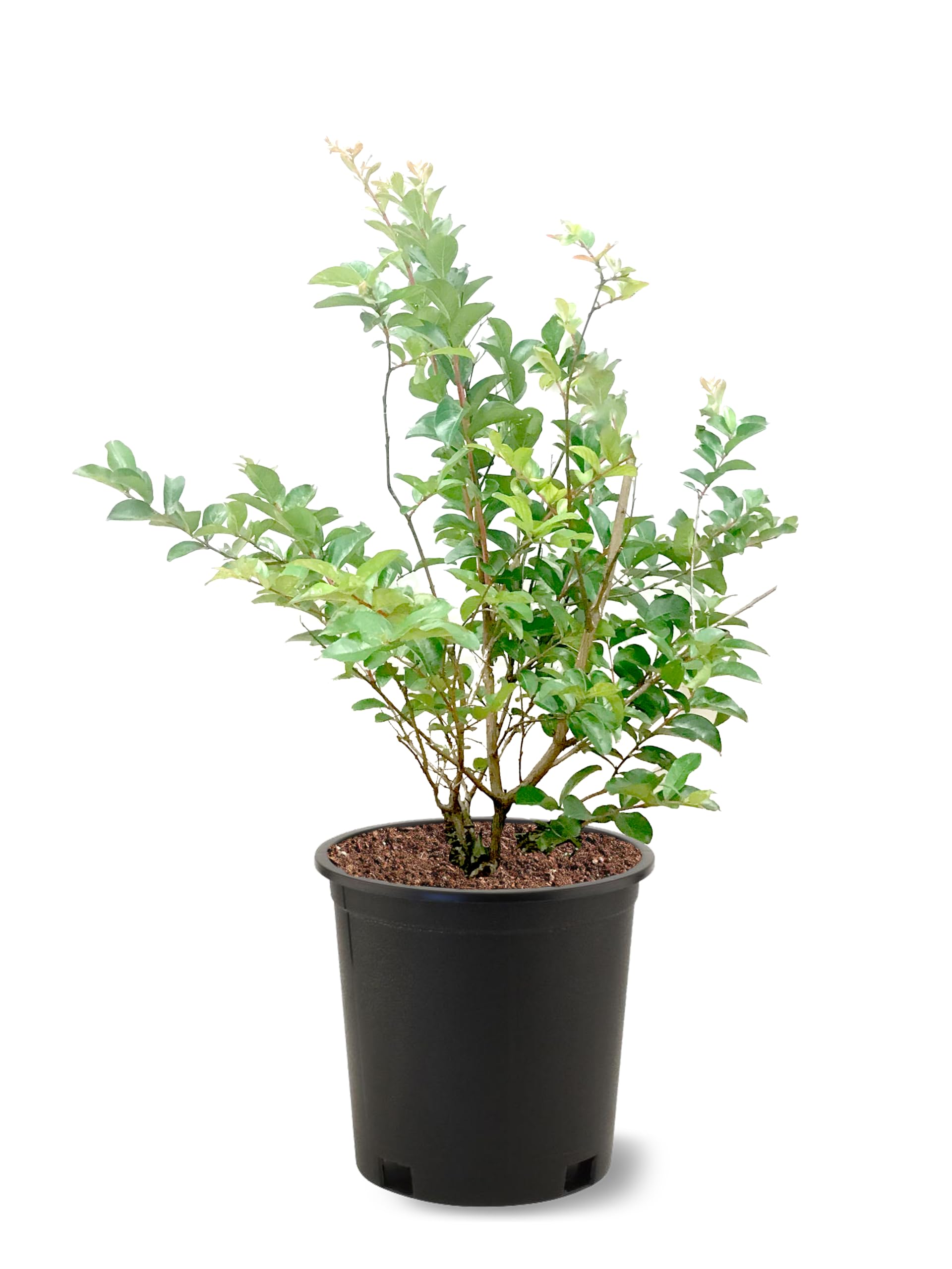 Tonto Crape Myrtle Tree